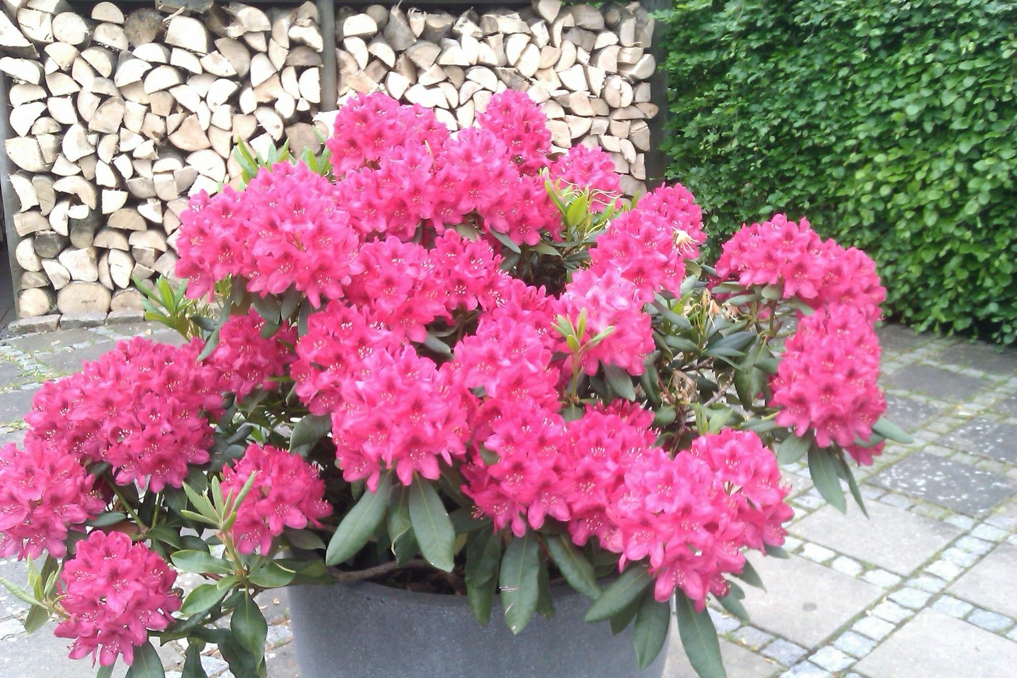 הרנינג Helts B&B - Helts Guesthouse מראה חיצוני תמונה